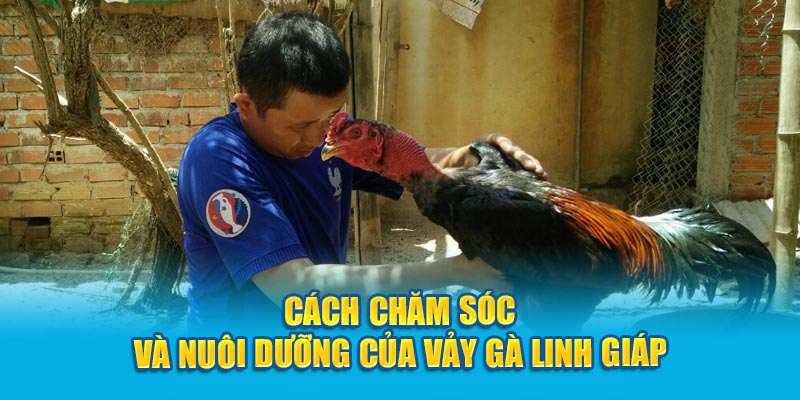 Cách chăm sóc và nuôi dưỡng của vảy gà Linh Giáp