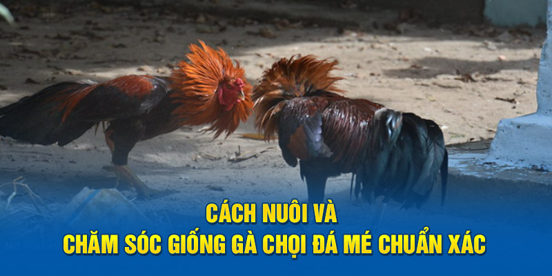 Cách nuôi và chăm sóc giống gà chọi đá mé chuẩn xác