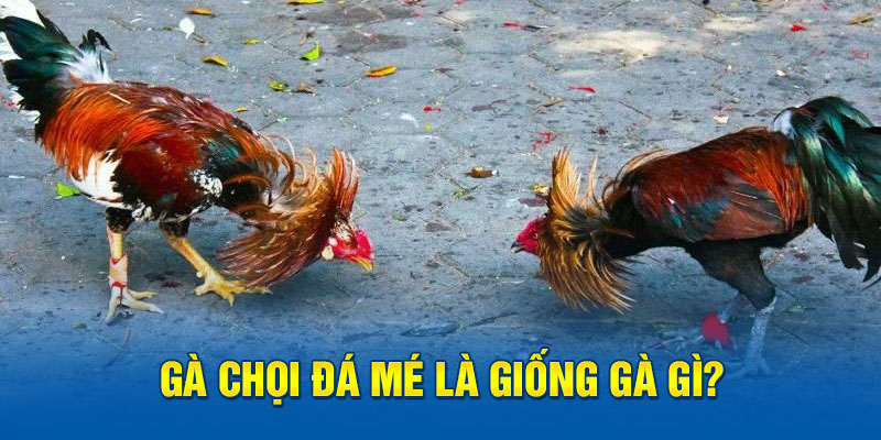 Gà chọi đá mé là giống gà gì?