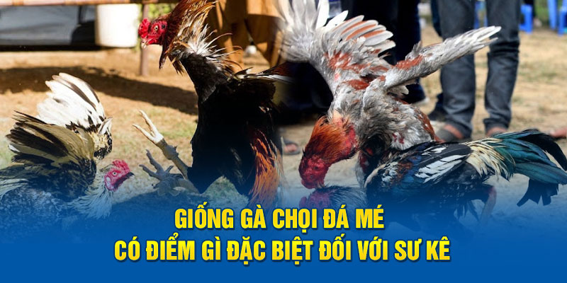 Giống gà chọi đá me có đặc điểm gì đặc biệt đối với sư kê