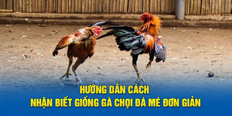 Hướng dẫn cách nhận biết giống gà chọi đá mé đơn giản