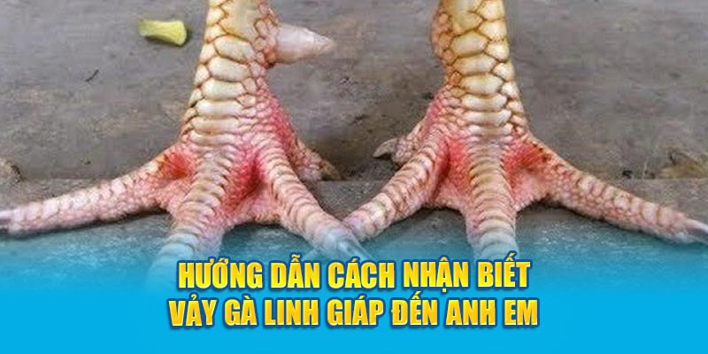 Hướng dẫn cách nhận biết vảy gà Linh Giáp đến anh em