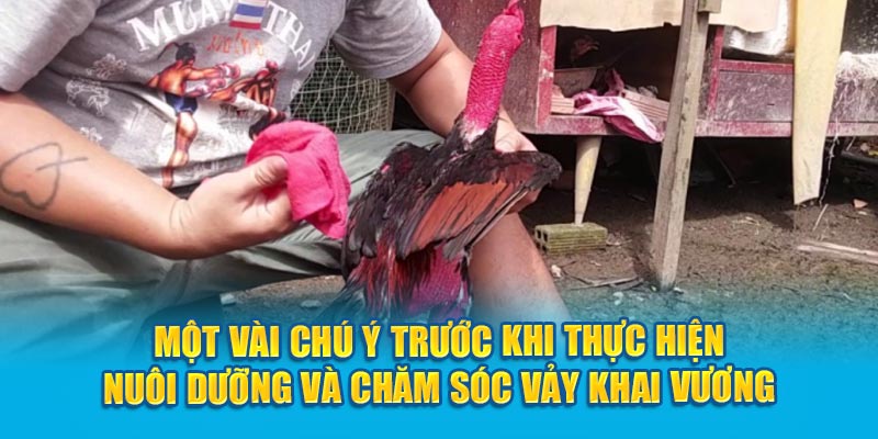 Một vài chú ý trước khi thực hiện nuôi dưỡng và chăm sóc vảy Khai Vương