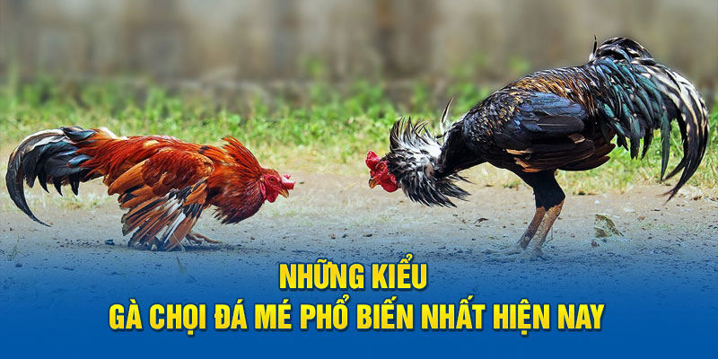 Những kiểu gà chọi đá mé phổ biến nhất hiện nay