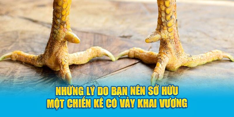 Những lý do bạn nên sở hữu một chiến kê có vảy Khai Vương