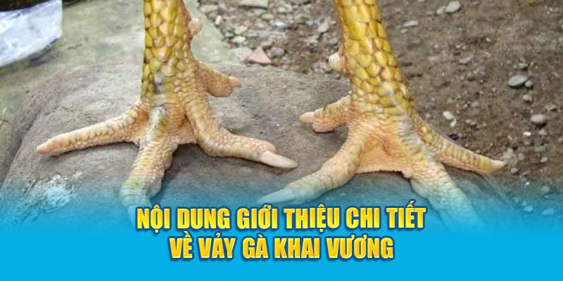 Nội dung giới thiệu chi tiết về vảy gà Khai Vương