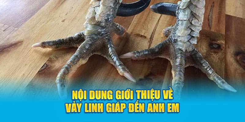 Nội dung giới thiệu về Vảy Linh Giáp đến anh em