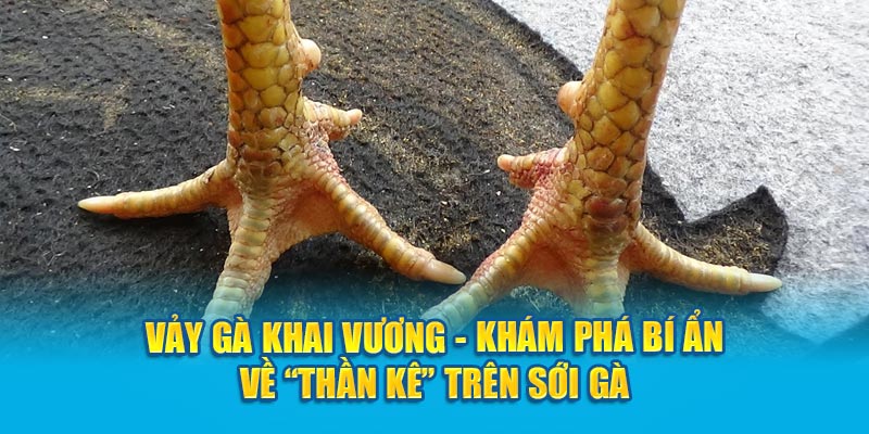 Vảy gà khai vương khám phá bí ẩn về thần kê trên sớ gà